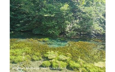 Die Almequellen bei Brilon Alme - Sauerland-Waldroute