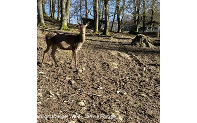 Rotwild im Bilsteintal