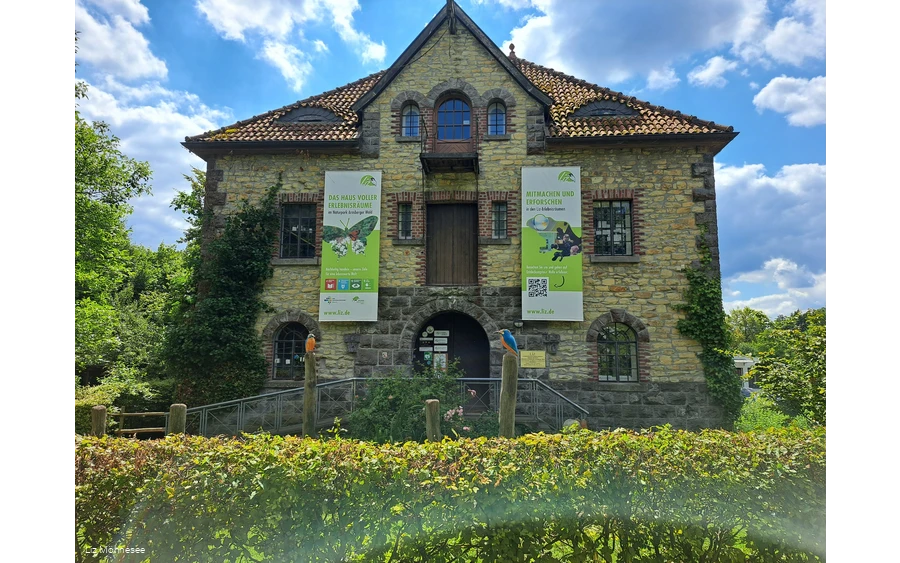 Liz (c) Liz Möhnesee.jpg