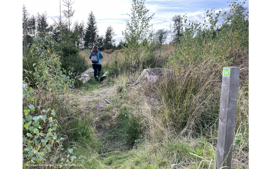 Sauerland-Waldroute Etappe Lattenberg-Neuhaus (c) Janine Plugge_CC-BY-SA (36).jpeg