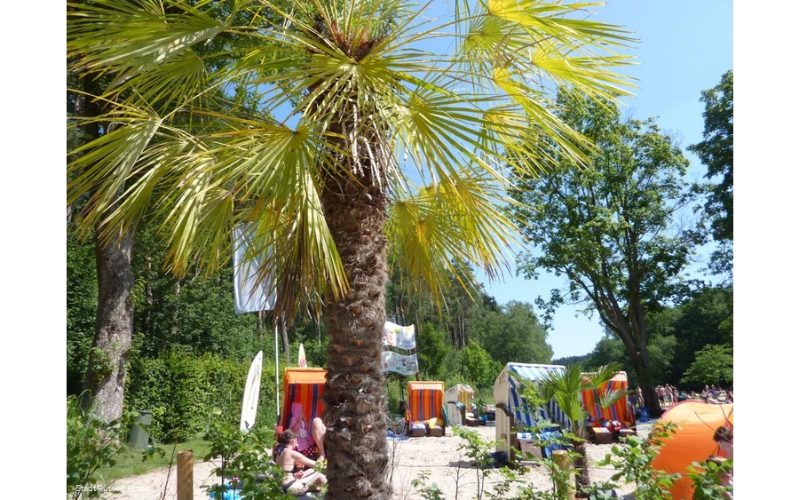 Strandlandschaft mit Palmen und Strandkörben von d