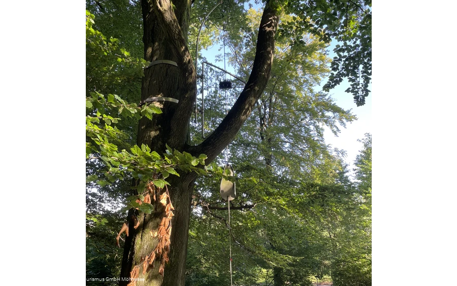 Baumharfe Klangwald Möhnesee