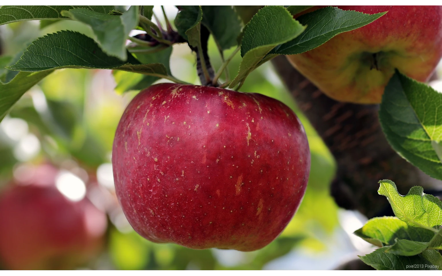 Rote Apfel am Baum