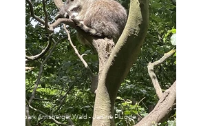 Waschbär Wildpark Bilsteintal Warstein