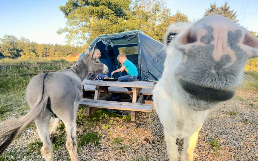Bild Trekkingplatz Lattenberg Esel