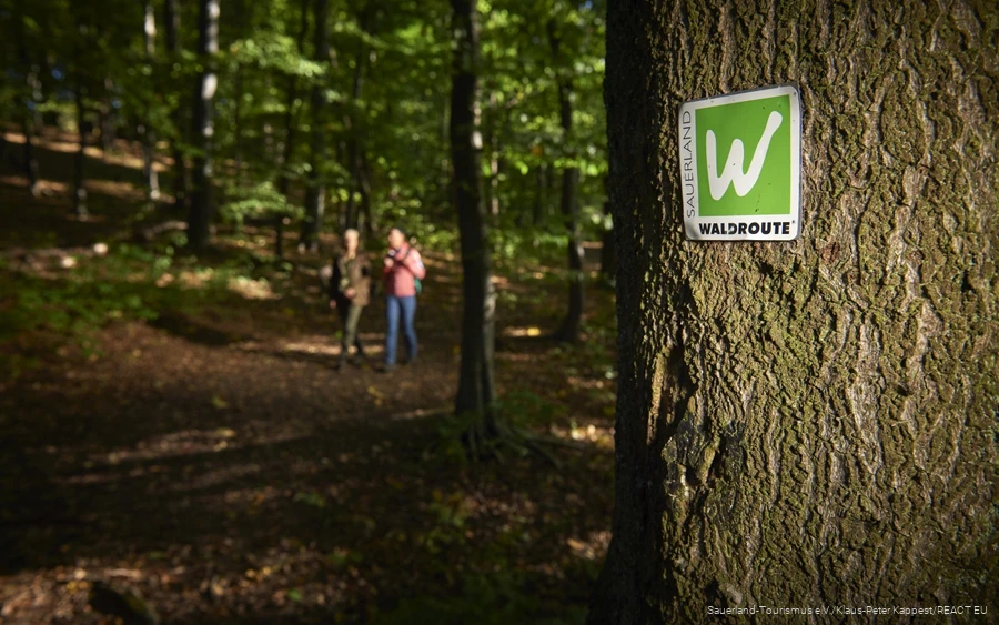 Mondschein auf der Sauerland-Waldroute