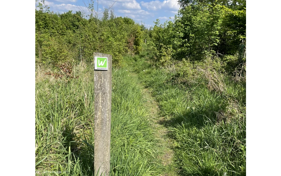 Naturpfad Sauerland-Waldroute