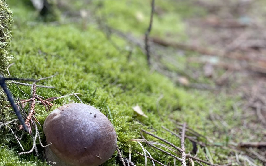 Steinpilz auf der Sauerland-Waldroute Etappe Lattenberg-Neuhaus (c) Janine Plugge_CC-BY-SA (11).jpeg