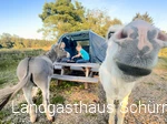 Bild Trekkingplatz Lattenberg Esel
