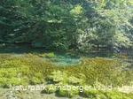 Die Almequellen bei Brilon Alme - Sauerland-Waldroute